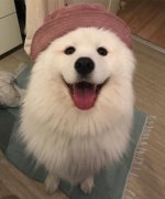 薩摩亞，求好心人領養